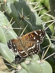 Anthanassa texana texana