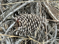 Pinus sabiniana