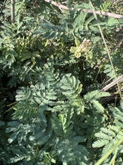 Desmanthus leptolobus