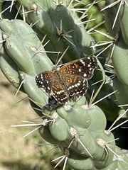 Anthanassa texana texana