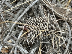 Pinus sabiniana