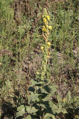 Verbascum phlomoides