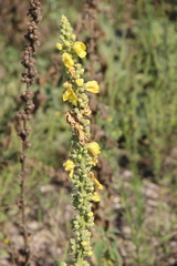 Verbascum phlomoides