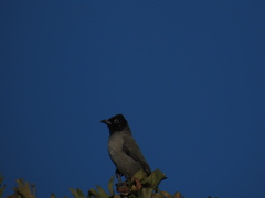 Pycnonotus xanthopygos