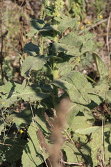 Verbascum phlomoides