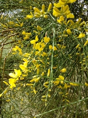 Genista aetnensis