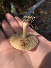 Hebeloma