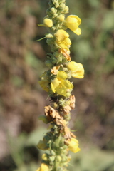 Verbascum phlomoides