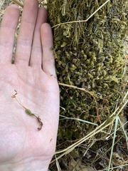 Plagiomnium venustum