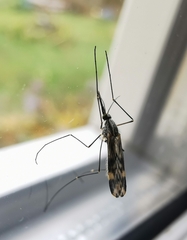 Anopheles punctipennis