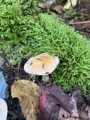 Hebeloma
