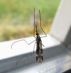 Anopheles punctipennis