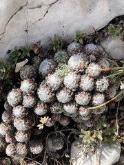 Sempervivum arachnoideum