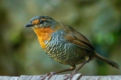 Scelorchilus rubecula