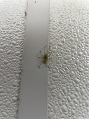 Cheiracanthium mildei