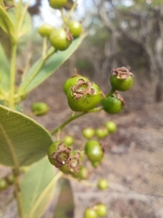 Myrcia
