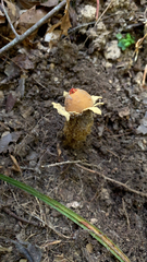 Calostoma lutescens