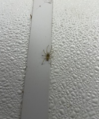 Cheiracanthium mildei