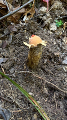 Calostoma lutescens