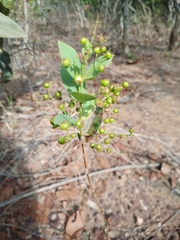 Myrcia