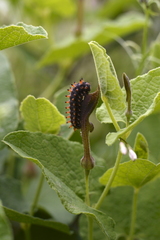 Zerynthia polyxena