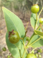 Myrcia