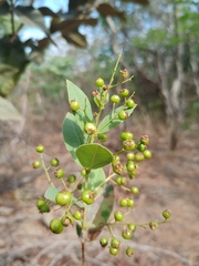 Myrcia