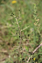 Ononis spinosa