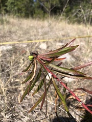Stillingia texana