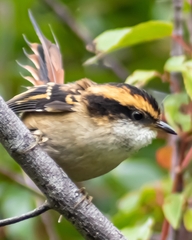 Aphrastura spinicauda