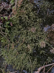 Stereodon subimponens