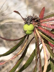 Stillingia texana