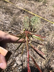 Stillingia texana