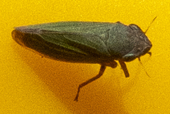 Helochara communis