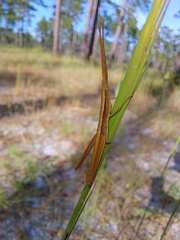 Achurum carinatum
