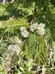 Acaciella angustissima
