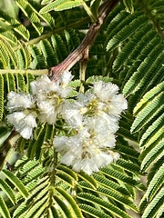 Acaciella angustissima