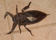 Lethocerus patruelis