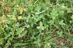 Erysiphe trifoliorum