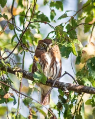 Glaucidium nana