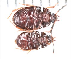 Platydema