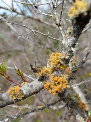 Teloschistes chrysophthalmus