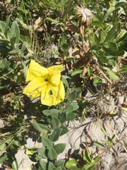 Oenothera drummondii