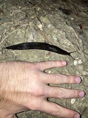Limax cinereoniger