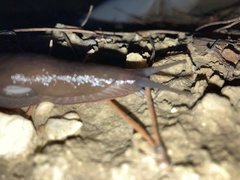 Limax cinereoniger