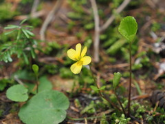 Viola orbiculata