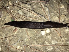 Limax cinereoniger