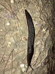 Limax cinereoniger