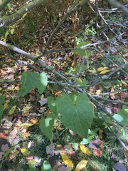 Fallopia cilinodis