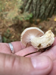Hygrophorus flavodiscus